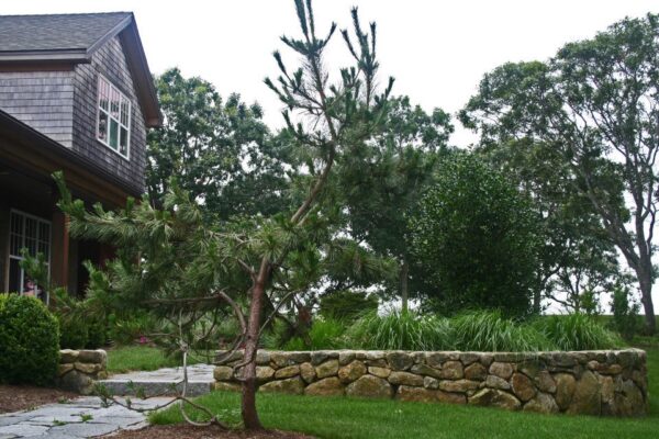 Why Lawn Maintenance in South Shore Needs Professionals Lawn Maintenance South Shore