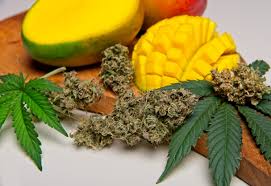 The Mango Effect: What Happens When You Mix Mango and Weed?