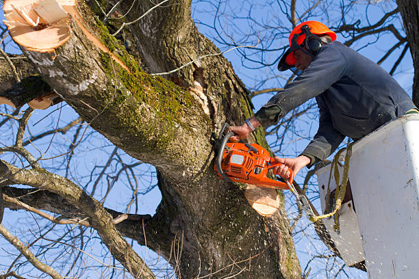 tree pruning services
