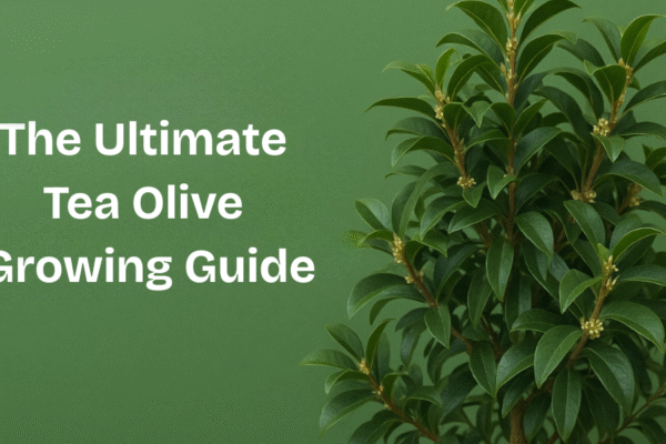Tea Olive