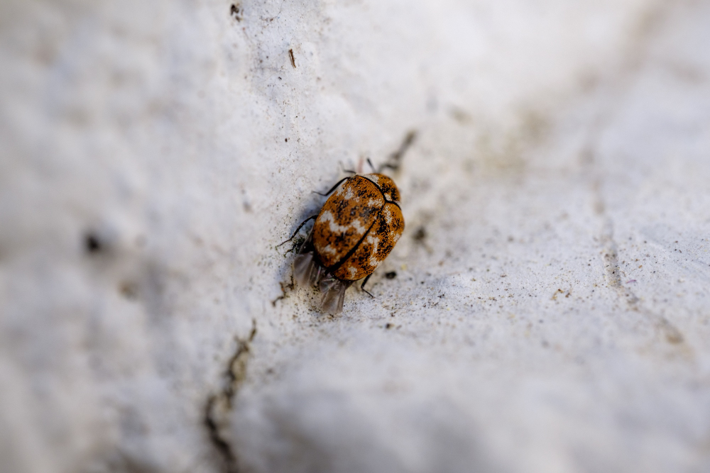 bed bugs
