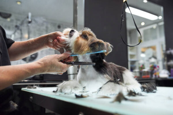 pet grooming salon in Hesperia CA