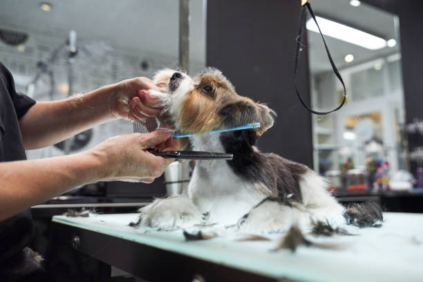 pet grooming salon in Hesperia CA