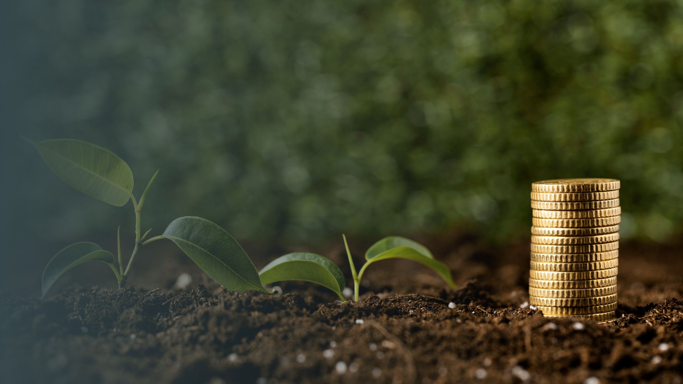 When Does the Best SIP Investment Plan in Jaipur Update NAV?