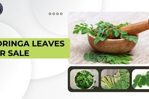 moringa leaves for sale