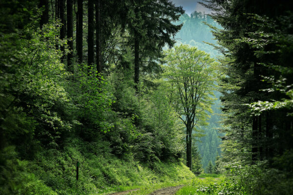 RIVULET
