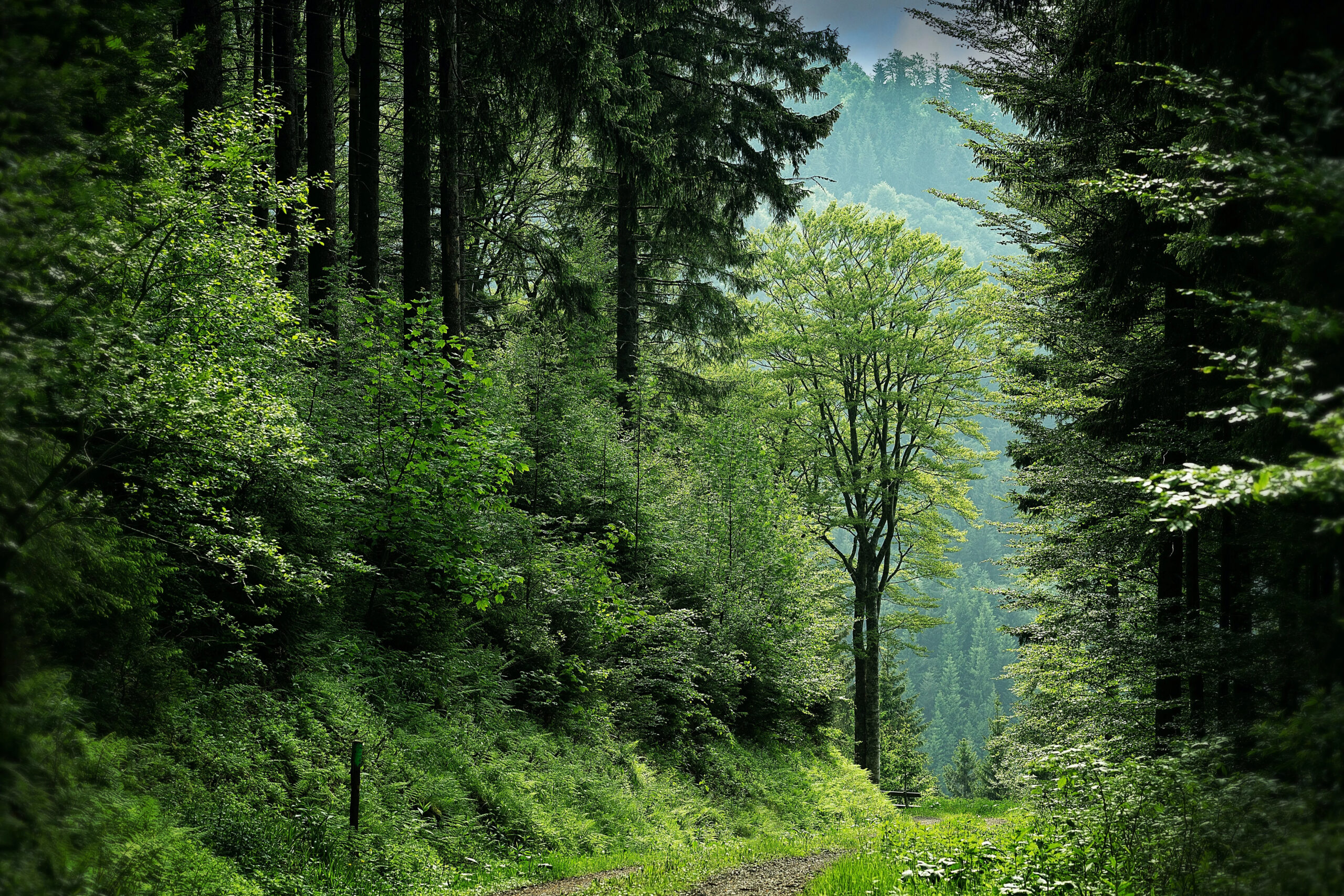 RIVULET