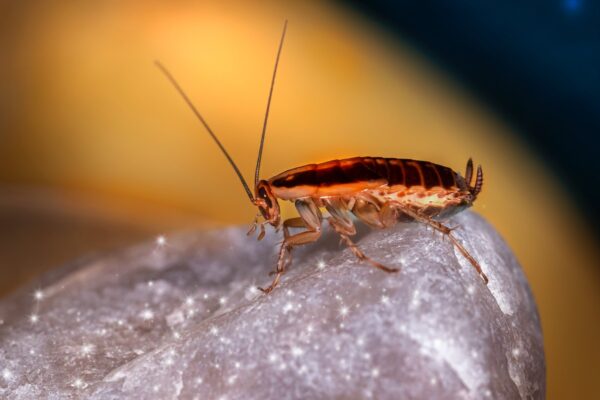 Pest Control Weston Creek
